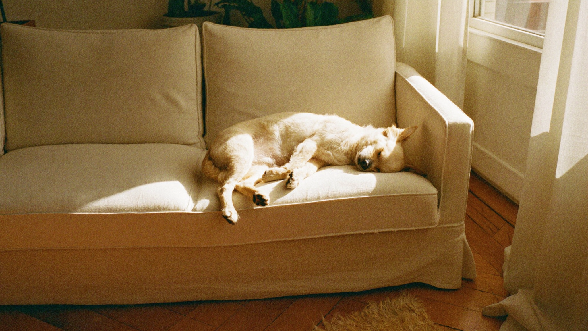 Toupropre — un chien sur le canapé