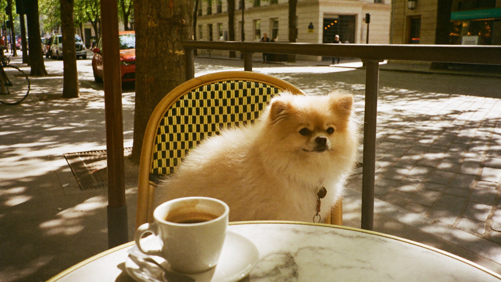 Dog-friendly everywhere — Paris terrace